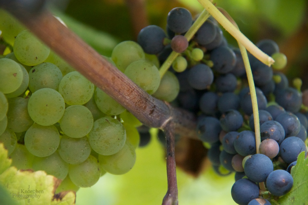 Jost Vineyard, Nova Scotia, Canada (8)