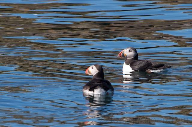 Papageientaucher ("Puffin")