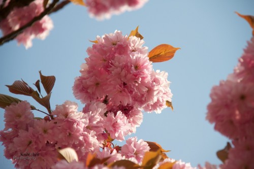 Frühling: Zeit der Kirschblüten