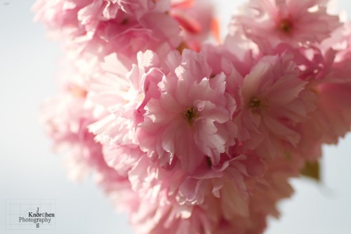 Frühling: Zeit der Kirschblüten