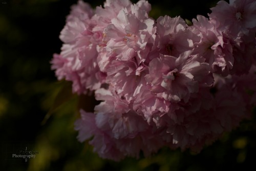 Frühling: Zeit der Kirschblüten