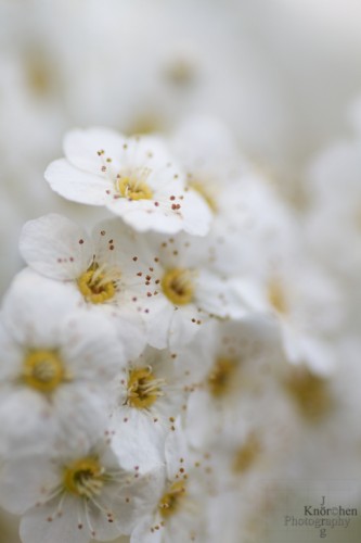 Blüten (2)