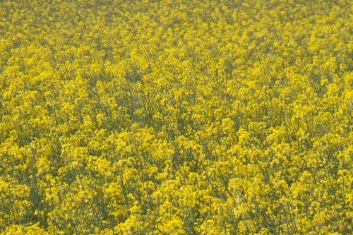 Blüten (3)