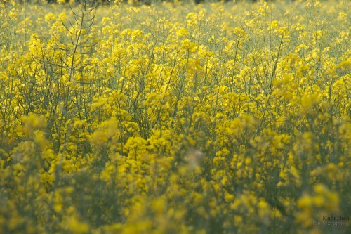 Blüten (4)