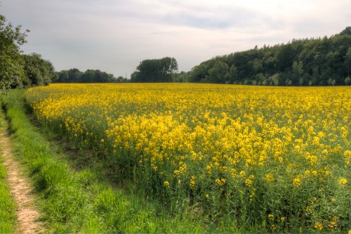 Blüten (5)