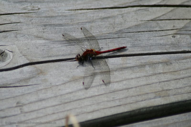 Insekten II