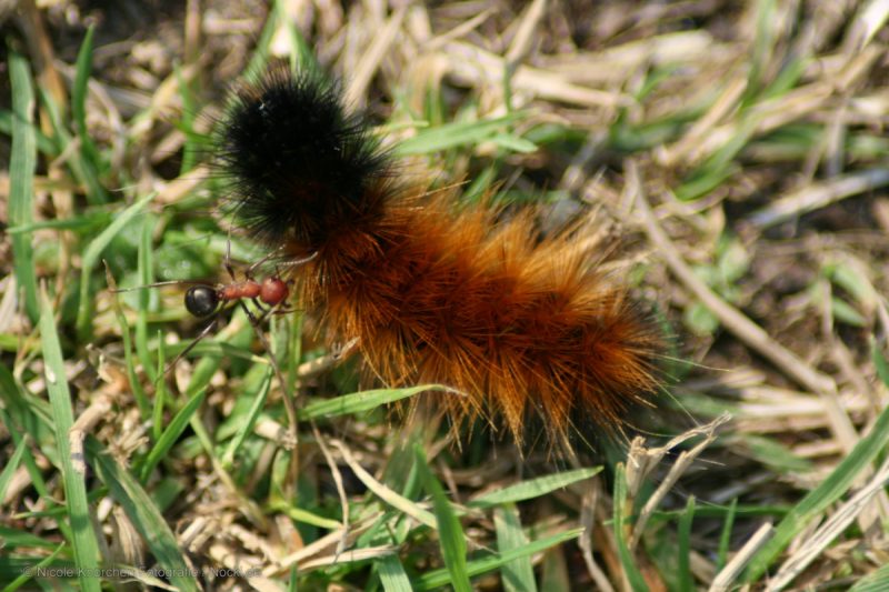 Insekten IV