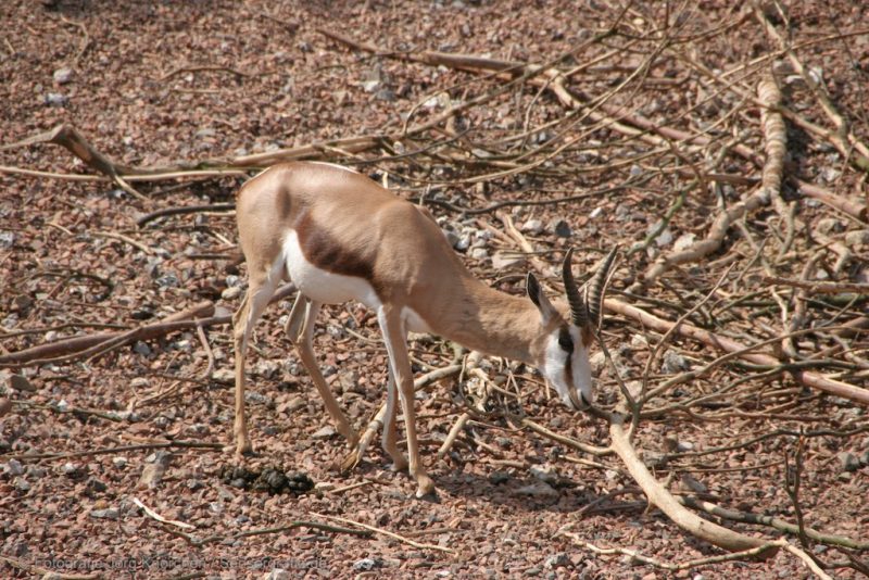 Gazelle