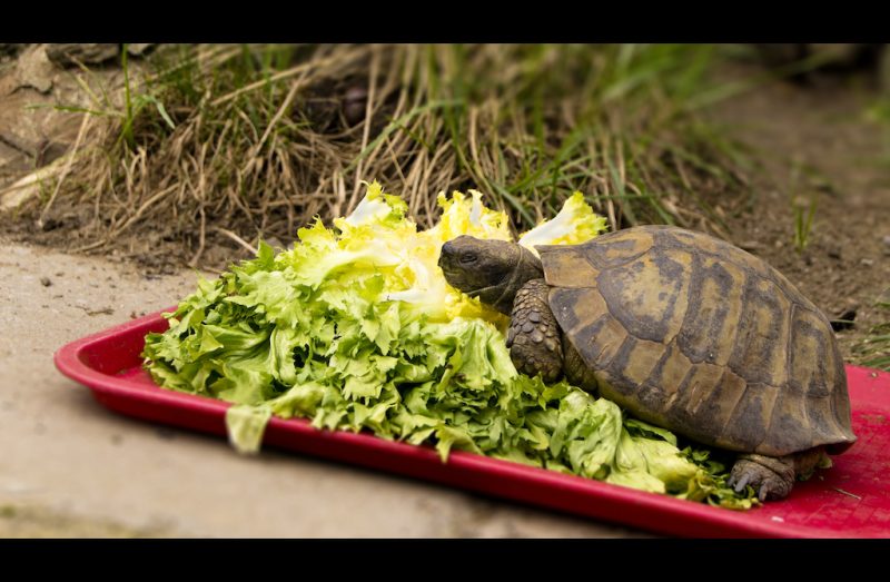 Powerturtle