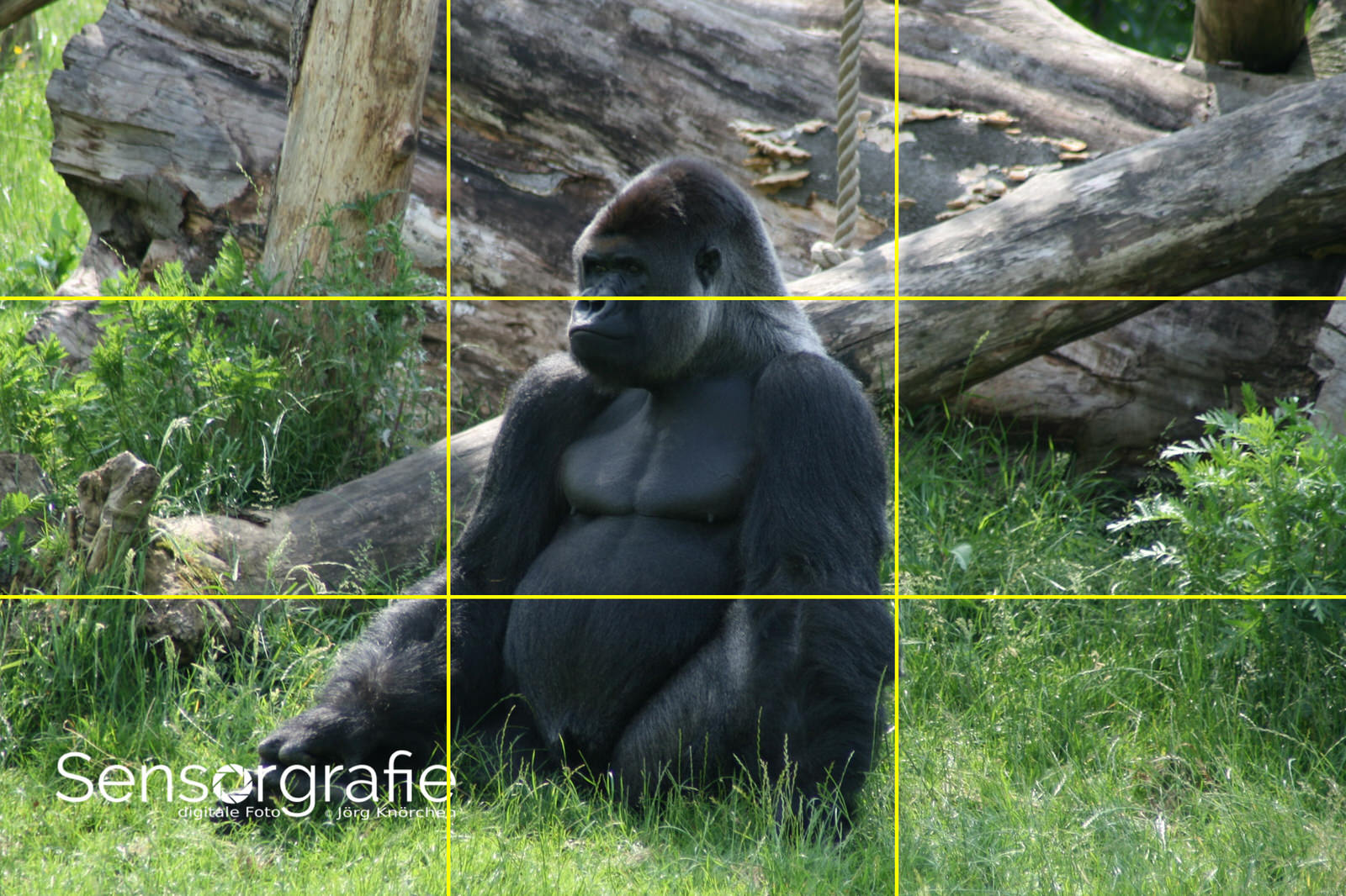 Regenfotografiebilder Regenfotografiebilder