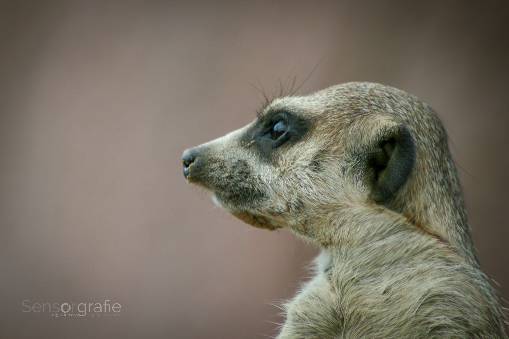 © Jörg Knörchen Photography - Ort: GaiaZOO