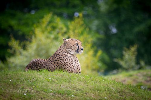 © Jörg Knörchen Photography - Ort: Aachener Tierpark Euregiozoo