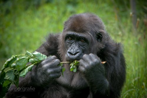 © Jörg Knörchen Photography - Ort: GaiaZOO