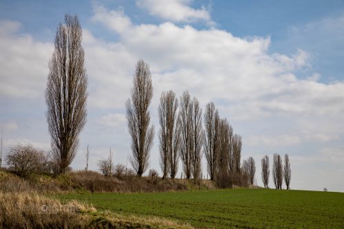 Fast wie in der Toscana - Teil der Mergellandroute
