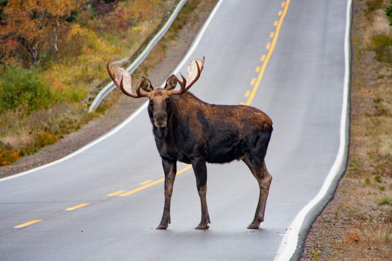 Moose