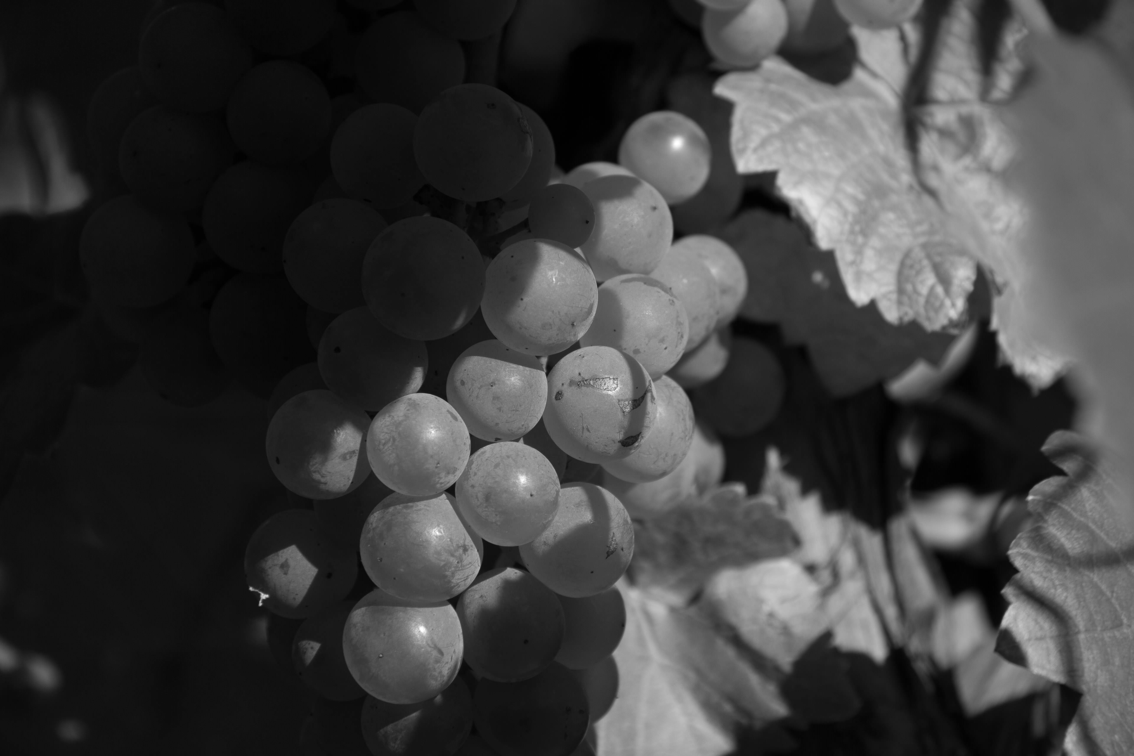 Low-Key in der Schwarzweiß-Fotografie · Sweet-Grapes