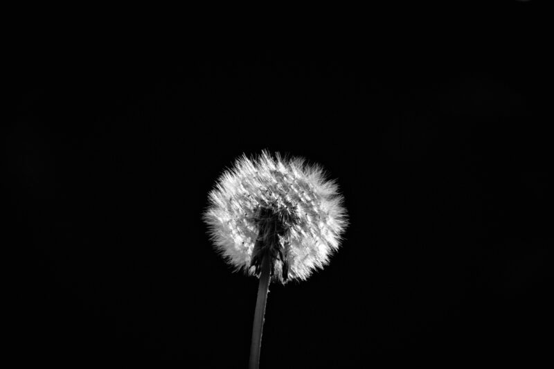 Pusteblume im Gegenlicht · Low-Key in der Schwarzweiß-Fotografie
