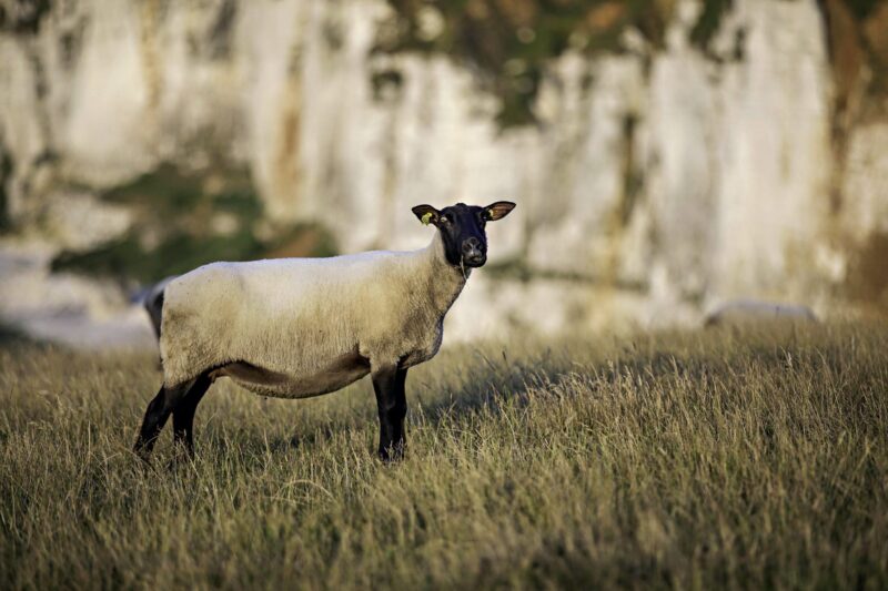 Schaf in der Normadie (Yport, Frankreich)