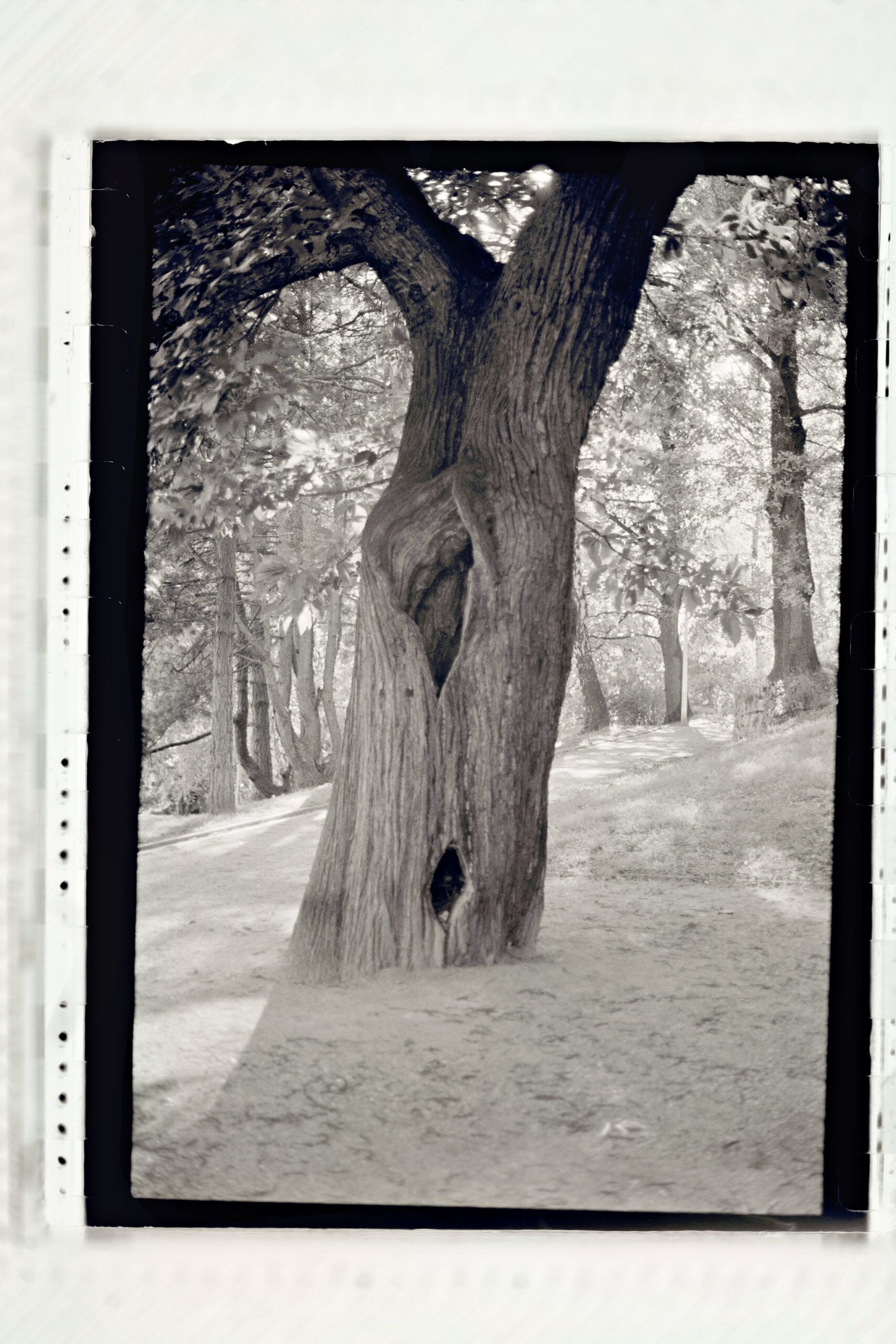 Der Baum, analog fotografiert und digitalisiert zu einem Positiv