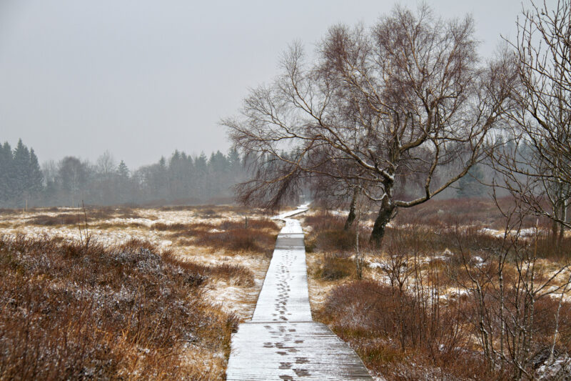 Fußspuren auf einem Weg, eisige Kälte, ein trostloser, dunkler Wald. Ich kann entscheiden, wo es lang geht.