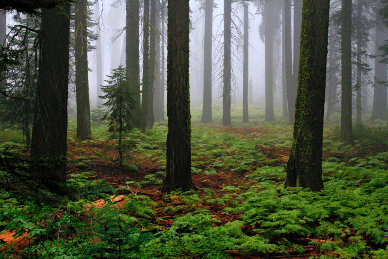 Meditaiv wirken diese Bäume im Wald, bei Nebel, der dieser Szene Räumlichkeit verleiht. Mitten unter den großen Bäumen, ein kleiner Baum, fast schon einsam, mitten im Wald unter all den anderen Bäumen.