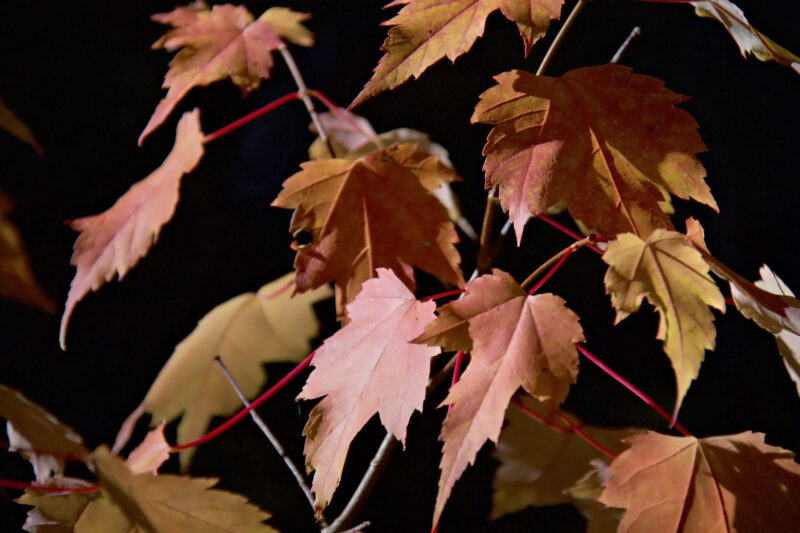 Herbst Laub - mit der Kamera Unterwegs
