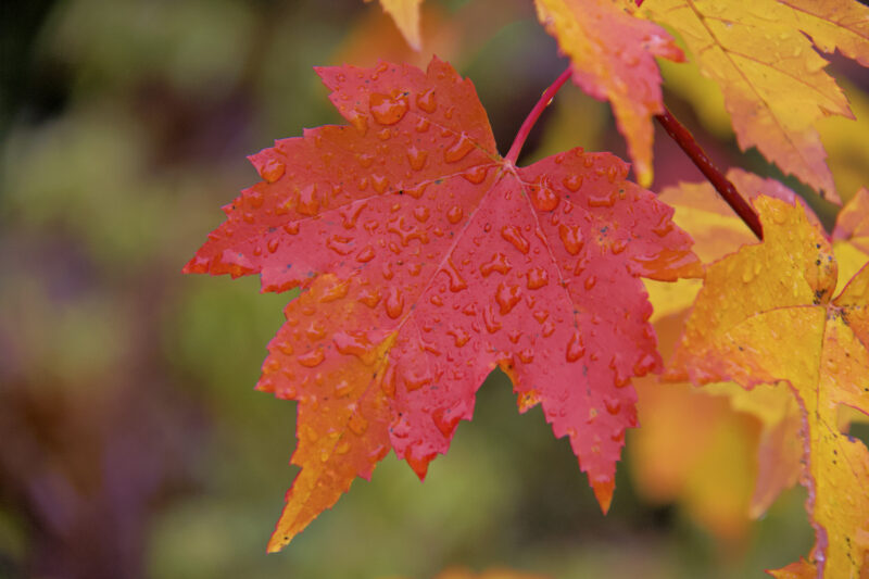 Herbst Laub - ein rotes Ahornblatt mit Regentropfen