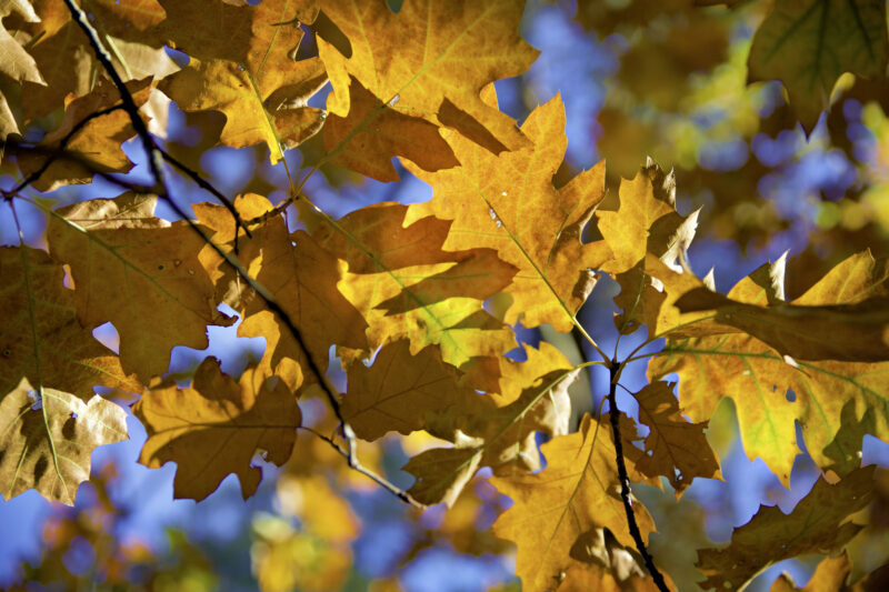 Herbst Laub - mit der Kamera Unterwegs