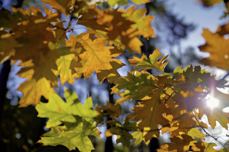 Herbst Laub - im Gegenlicht mit einem Sonnenstern
