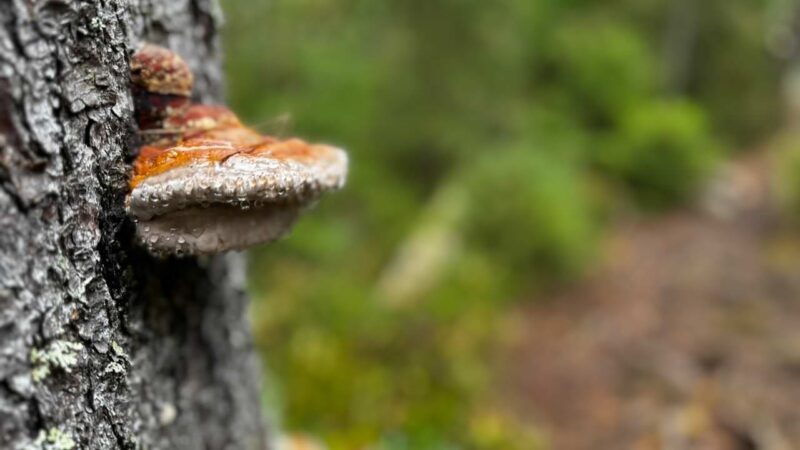 Ein Pilz
