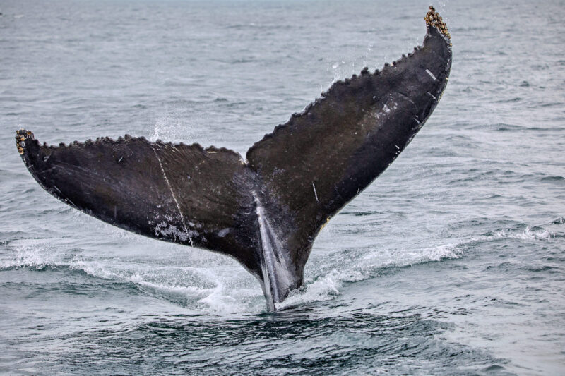 Whale Watching