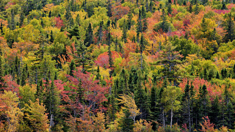 Woodscape